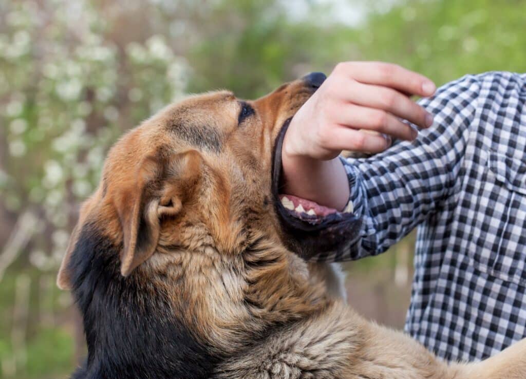 german shepard dog biting the arm of a man